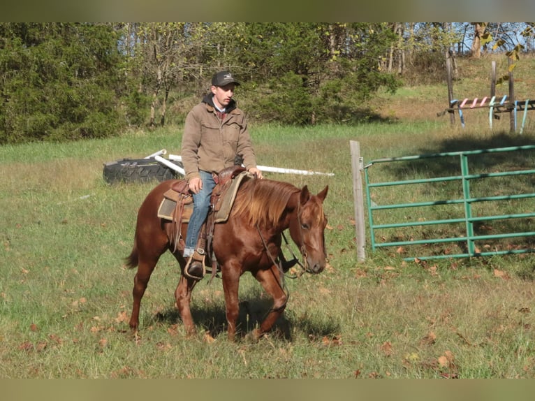 American Quarter Horse Wallach 3 Jahre 147 cm Rotfuchs in Mount Vernon