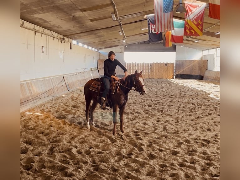 American Quarter Horse Wallach 3 Jahre 147 cm  in Kappelen