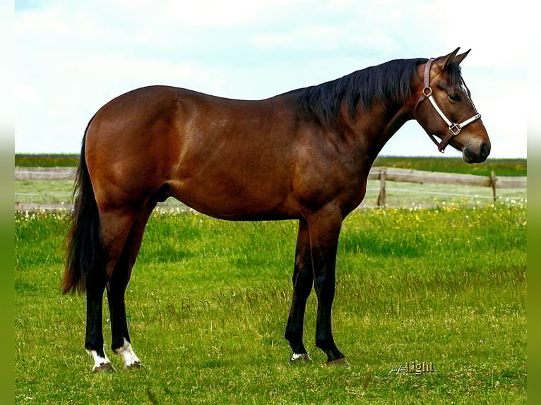 American Quarter Horse Wallach 3 Jahre 148 cm Brauner in Göggingen