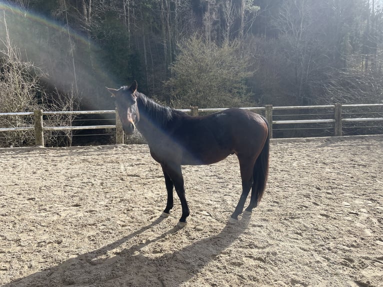 American Quarter Horse Wallach 3 Jahre 148 cm Brauner in Laussa
