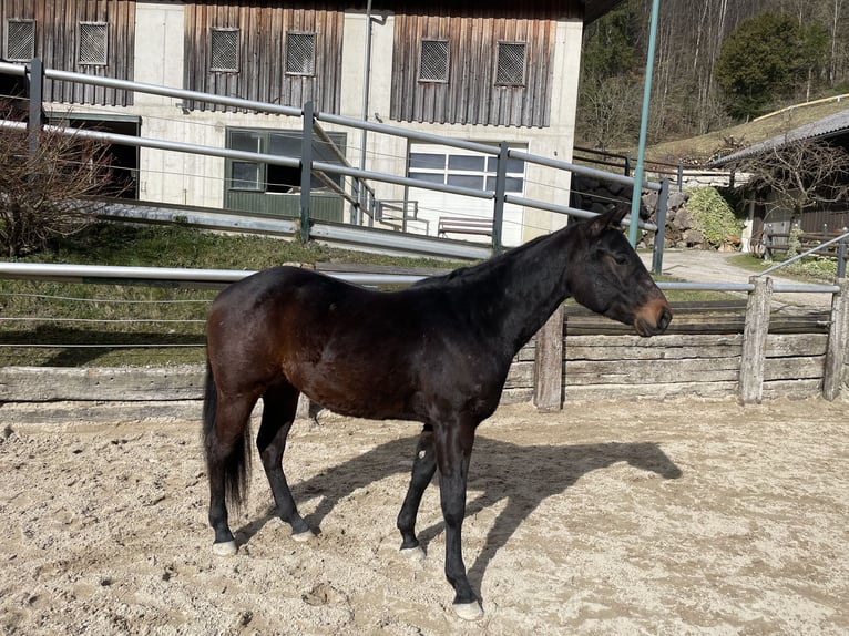 American Quarter Horse Wallach 3 Jahre 148 cm Brauner in Laussa