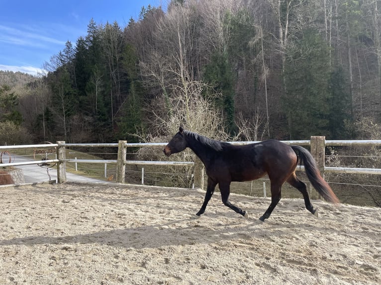 American Quarter Horse Wallach 3 Jahre 148 cm Brauner in Laussa