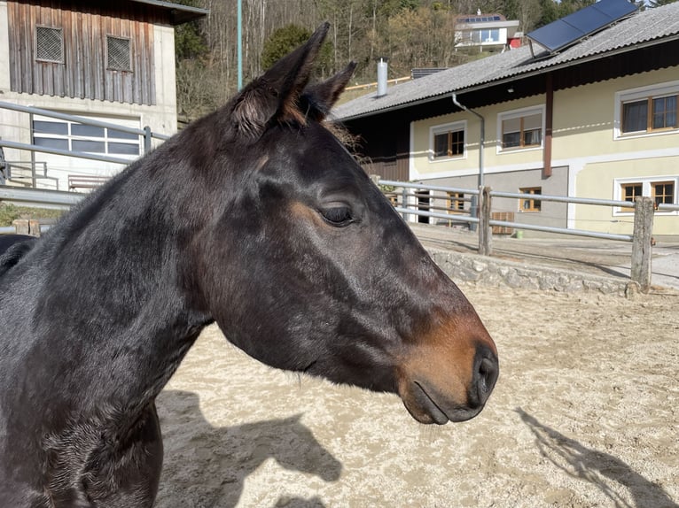 American Quarter Horse Wallach 3 Jahre 148 cm Brauner in Laussa