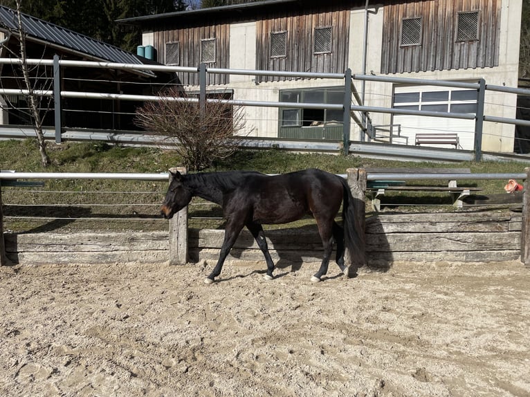 American Quarter Horse Wallach 3 Jahre 148 cm Brauner in Laussa
