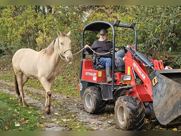 American Quarter Horse Wallach 3 Jahre 148 cm Champagne in M&#xFC;glitztal