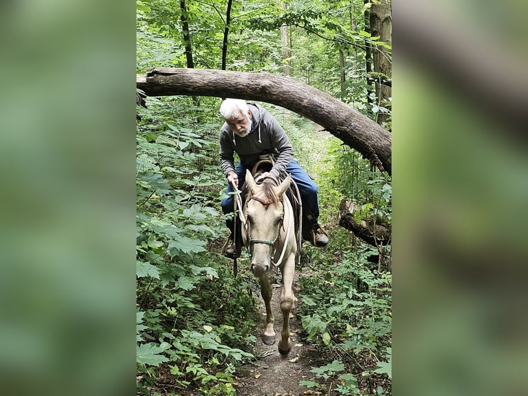 American Quarter Horse Wallach 3 Jahre 148 cm Champagne in M&#xFC;glitztal
