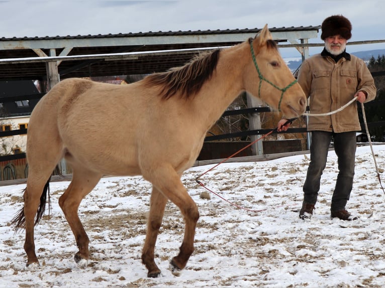 American Quarter Horse Wallach 3 Jahre 148 cm Champagne in Müglitztal