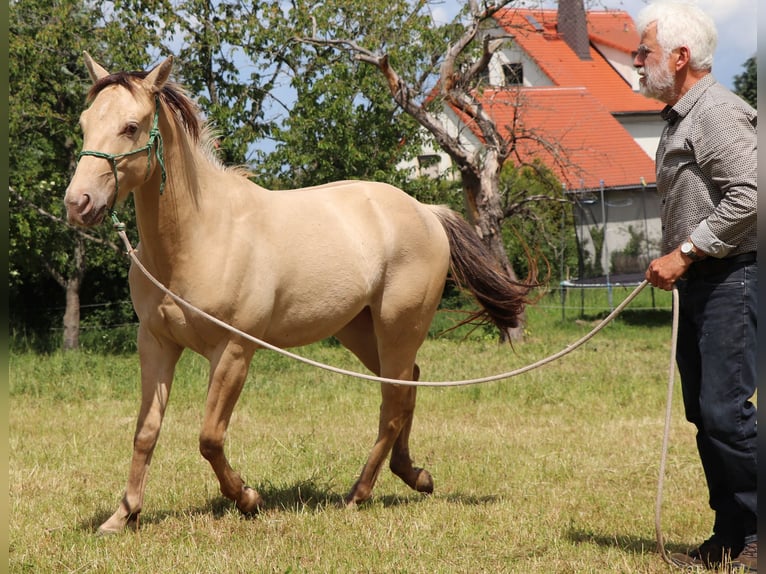 American Quarter Horse Wallach 3 Jahre 148 cm Champagne in Müglitztal