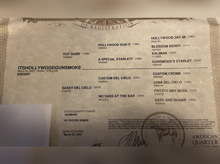 American Quarter Horse Wallach 3 Jahre 148 cm Cremello in Mannheim