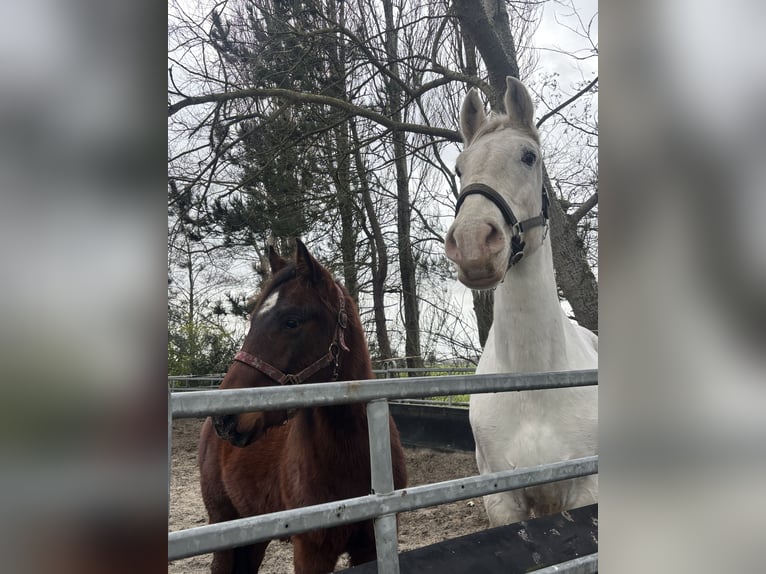 American Quarter Horse Wallach 3 Jahre 148 cm Dunkelbrauner in Katwijk