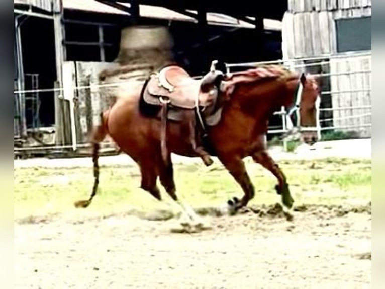 American Quarter Horse Wallach 3 Jahre 148 cm Dunkelfuchs in Wasserburg am Inn