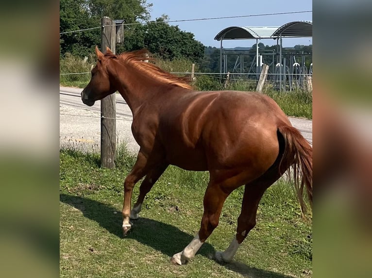 American Quarter Horse Wallach 3 Jahre 148 cm Dunkelfuchs in Wasserburg am Inn