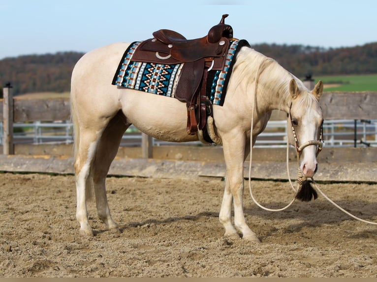 American Quarter Horse Wallach 3 Jahre 148 cm Falbe in Duingen