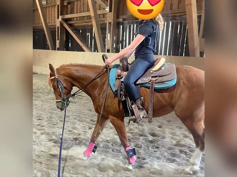 American Quarter Horse Wallach 3 Jahre 148 cm Fuchs in Wasserburg am Inn