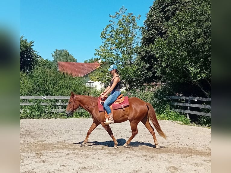 American Quarter Horse Wallach 3 Jahre 148 cm Fuchs in Deggendorf