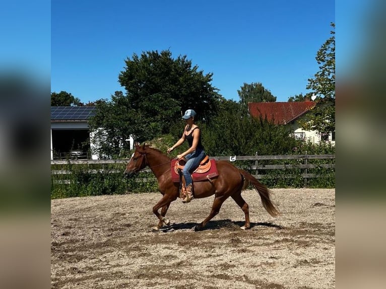 American Quarter Horse Wallach 3 Jahre 148 cm Fuchs in Deggendorf