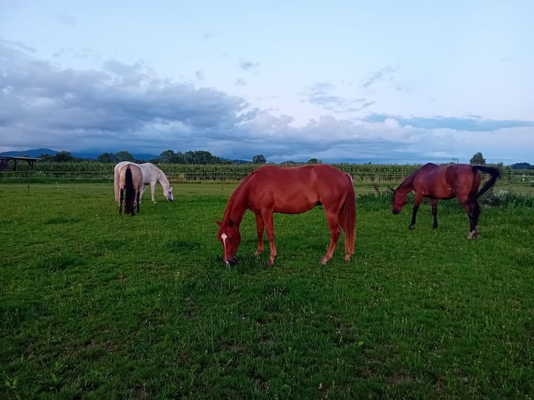 American Quarter Horse Wallach 3 Jahre 148 cm Fuchs in Deggendorf