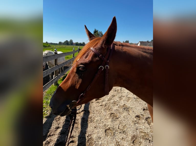 American Quarter Horse Wallach 3 Jahre 148 cm Fuchs in Deggendorf