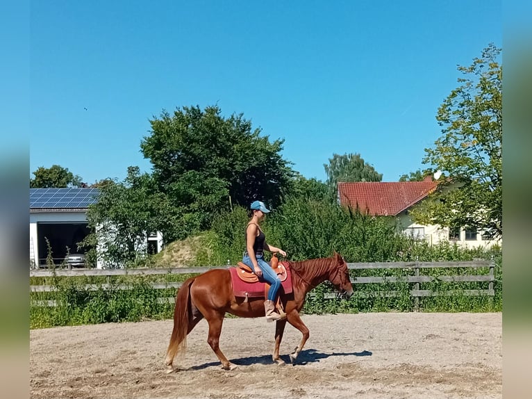 American Quarter Horse Wallach 3 Jahre 148 cm Fuchs in Deggendorf