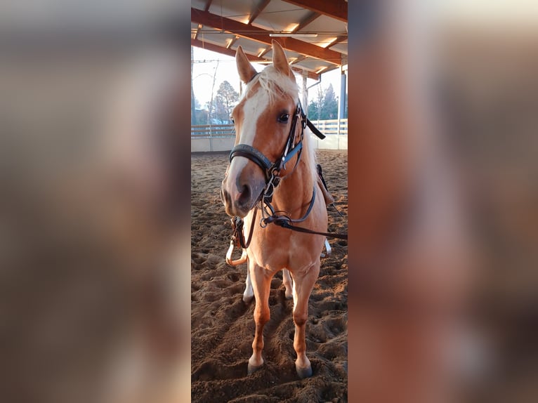 American Quarter Horse Wallach 3 Jahre 148 cm Palomino in Como