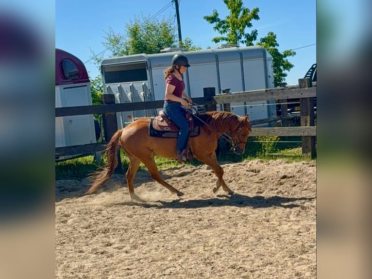 American Quarter Horse Wallach 3 Jahre 148 cm Red Dun in Daleiden