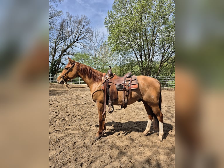 American Quarter Horse Wallach 3 Jahre 148 cm Red Dun in Steinen