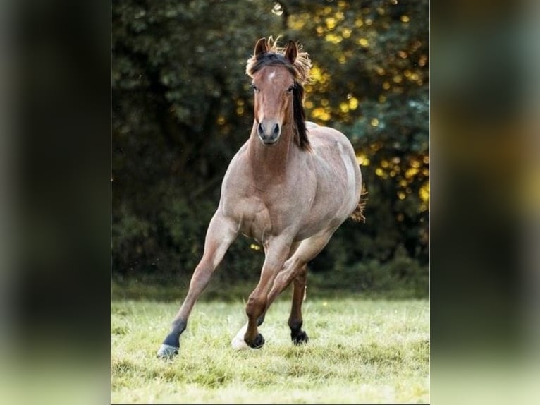 American Quarter Horse Wallach 3 Jahre 148 cm Roan-Bay in Rechenberg-Bienenm&#xFC;hle