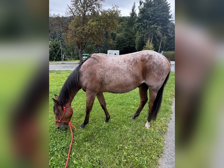 American Quarter Horse Wallach 3 Jahre 148 cm Roan-Bay in Rechenberg-Bienenm&#xFC;hle