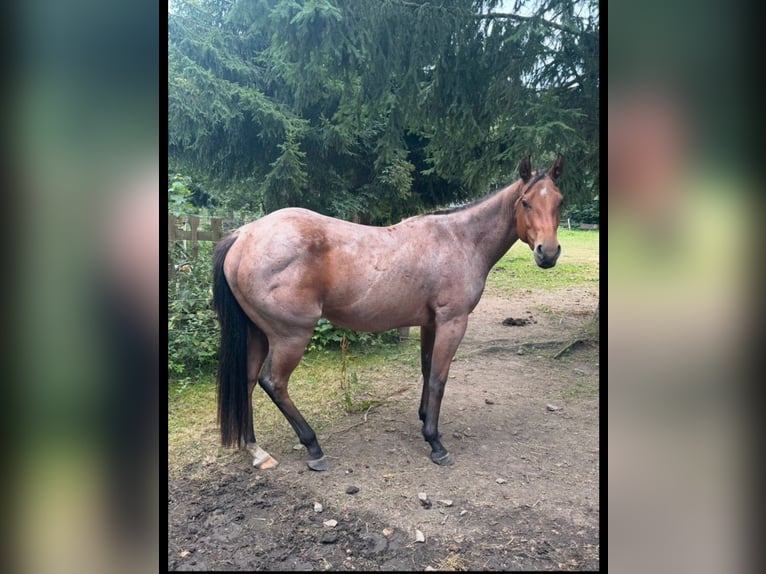 American Quarter Horse Wallach 3 Jahre 148 cm Roan-Bay in Rechenberg-Bienenm&#xFC;hle