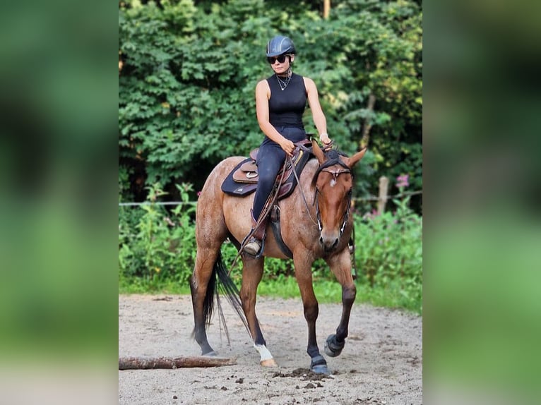 American Quarter Horse Wallach 3 Jahre 148 cm Roan-Bay in Rechenberg-Bienenm&#xFC;hle