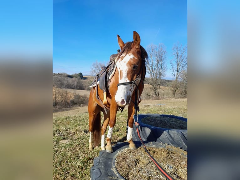 American Quarter Horse Wallach 3 Jahre 148 cm Rotbrauner in unterwart