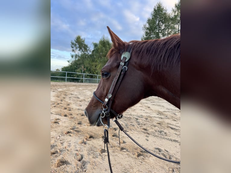 American Quarter Horse Wallach 3 Jahre 149 cm Dunkelfuchs in HaaleTodenb&#xFC;ttel
