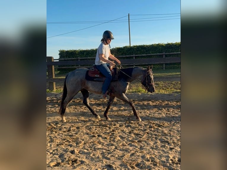 American Quarter Horse Wallach 3 Jahre 149 cm Roan-Blue in Daleiden