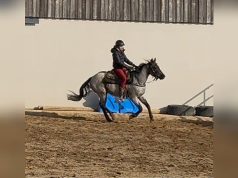 American Quarter Horse Wallach 3 Jahre 149 cm Roan-Blue in Daleiden