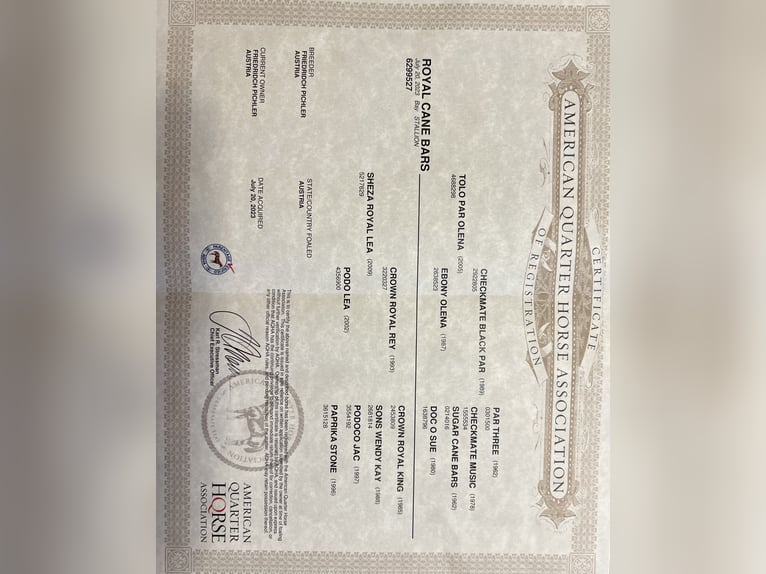 American Quarter Horse Wallach 3 Jahre 150 cm Brauner in Oberdrauburg