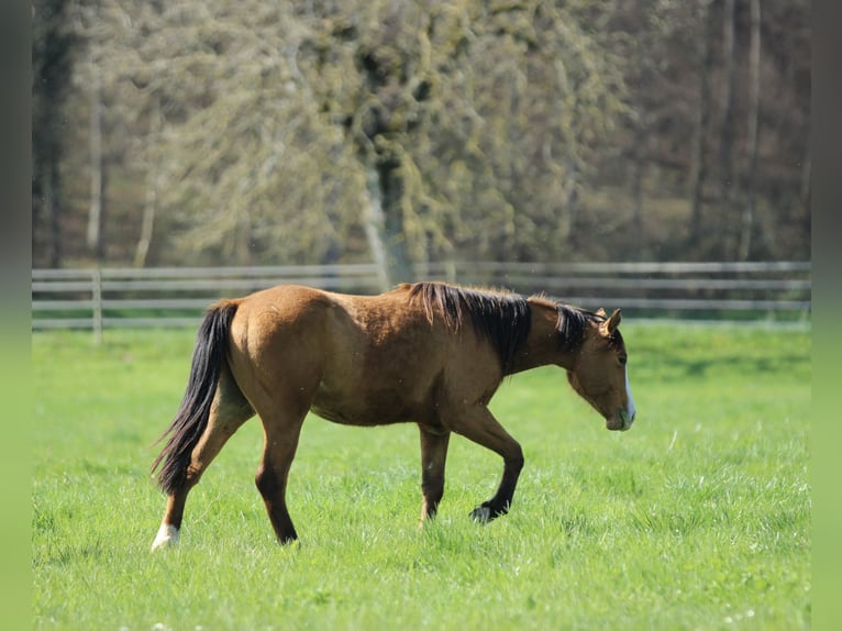 American Quarter Horse Wallach 3 Jahre 150 cm Brauner in Waldshut-Tiengen