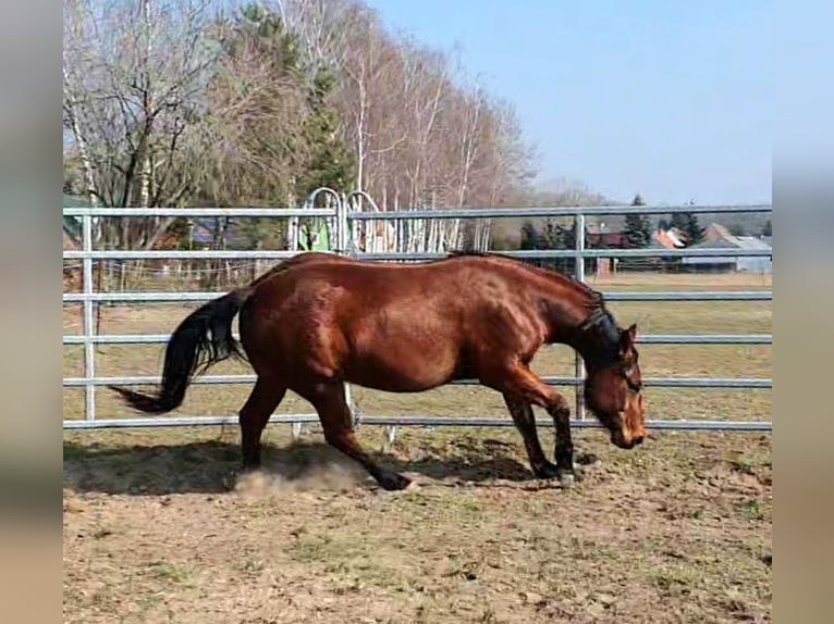 American Quarter Horse Wallach 3 Jahre 150 cm Brauner in Zerbst