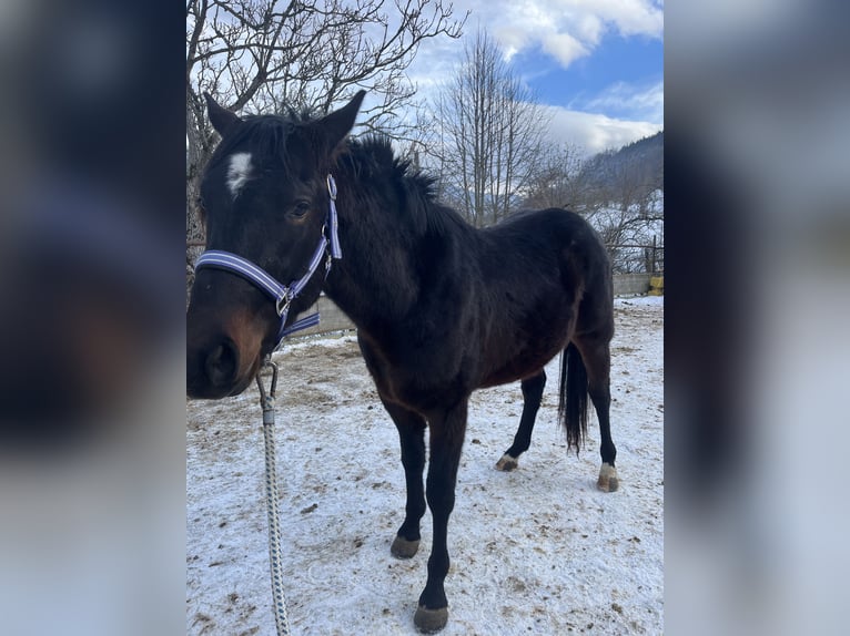 American Quarter Horse Wallach 3 Jahre 150 cm Dunkelbrauner in Ternberg