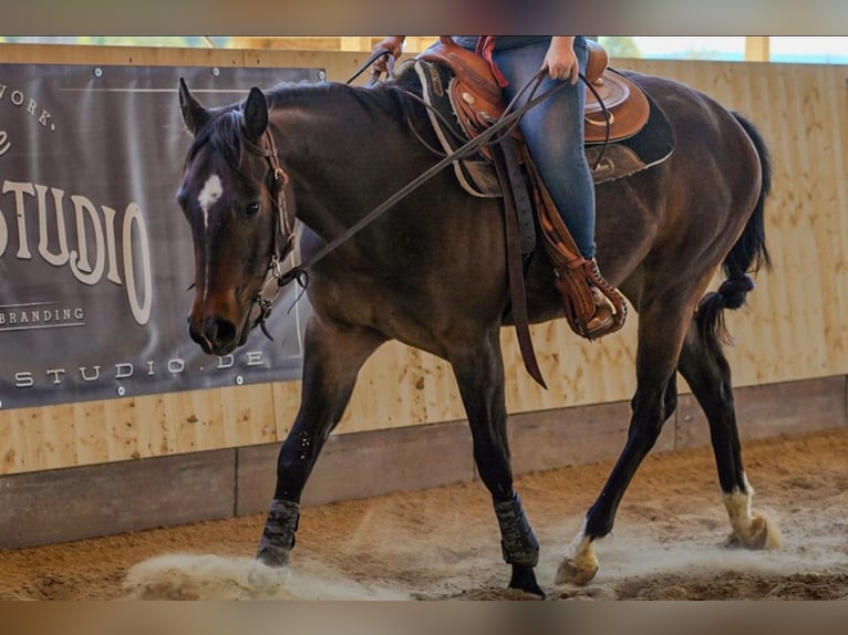 American Quarter Horse Wallach 3 Jahre 150 cm Dunkelbrauner in Eging am See