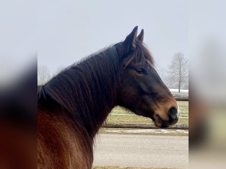 American Quarter Horse Wallach 3 Jahre 150 cm Dunkelbrauner in Eglfing