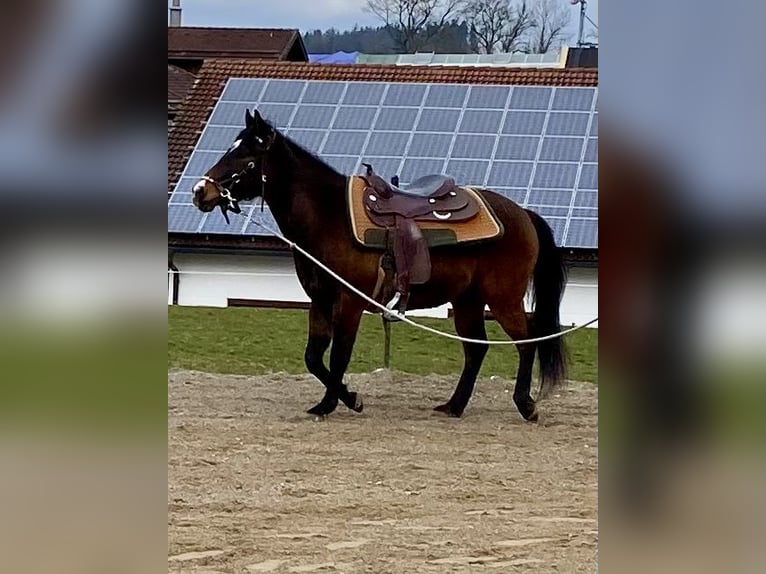 American Quarter Horse Wallach 3 Jahre 150 cm Dunkelbrauner in Eglfing