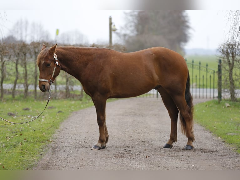 American Quarter Horse Wallach 3 Jahre 150 cm Dunkelfuchs in Ganderkesee