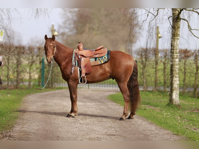 American Quarter Horse Wallach 3 Jahre 150 cm Dunkelfuchs in Ganderkesee