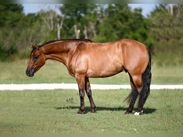 American Quarter Horse Wallach 3 Jahre 150 cm Falbe in Waco, TX