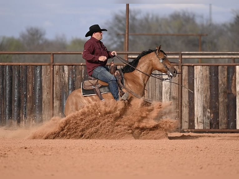 American Quarter Horse Wallach 3 Jahre 150 cm Falbe in Waco, TX