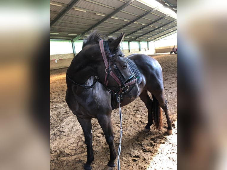 American Quarter Horse Mix Wallach 3 Jahre 150 cm in Hessisch Oldendorf