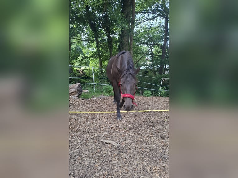 American Quarter Horse Mix Wallach 3 Jahre 150 cm in Hessisch Oldendorf
