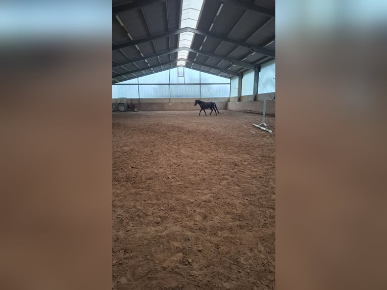 American Quarter Horse Mix Wallach 3 Jahre 150 cm in Hessisch Oldendorf