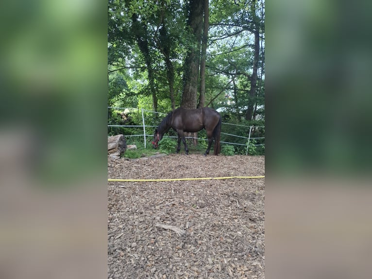 American Quarter Horse Mix Wallach 3 Jahre 150 cm in Hessisch Oldendorf