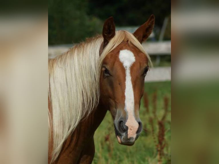 American Quarter Horse Wallach 3 Jahre 150 cm Fuchs in Linsburg